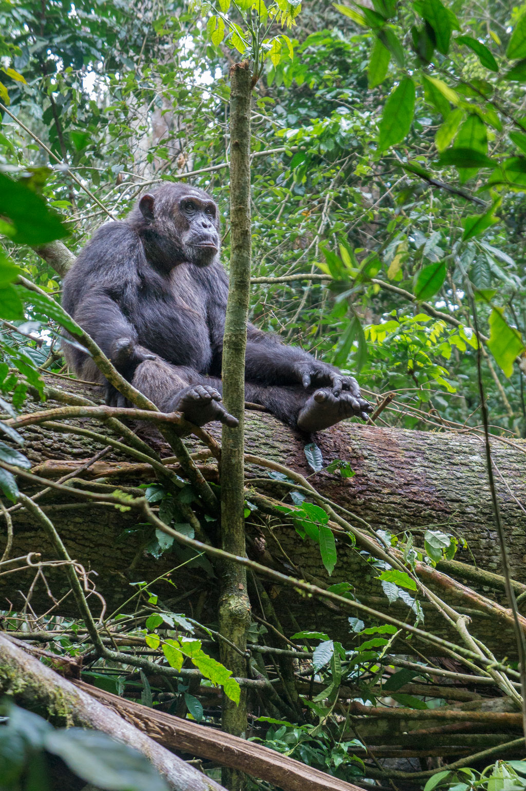Chimpansee in jungle
