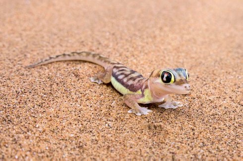 Namib Desert gecko