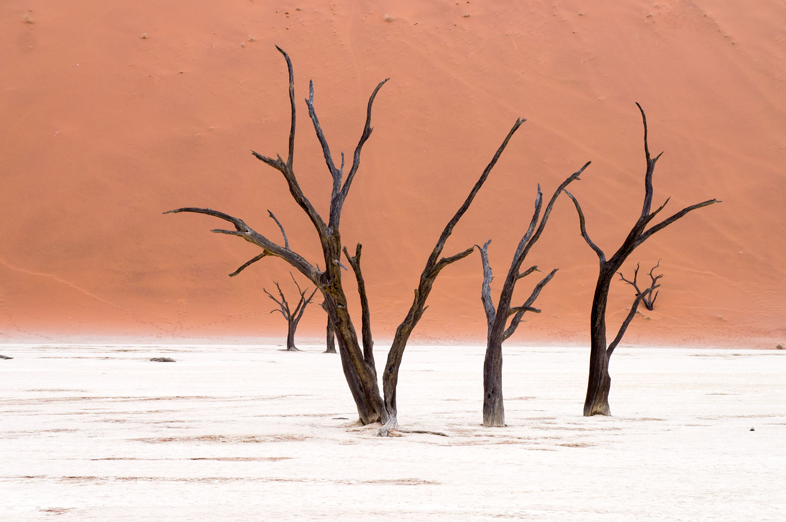 Deadvlei Namibia trees